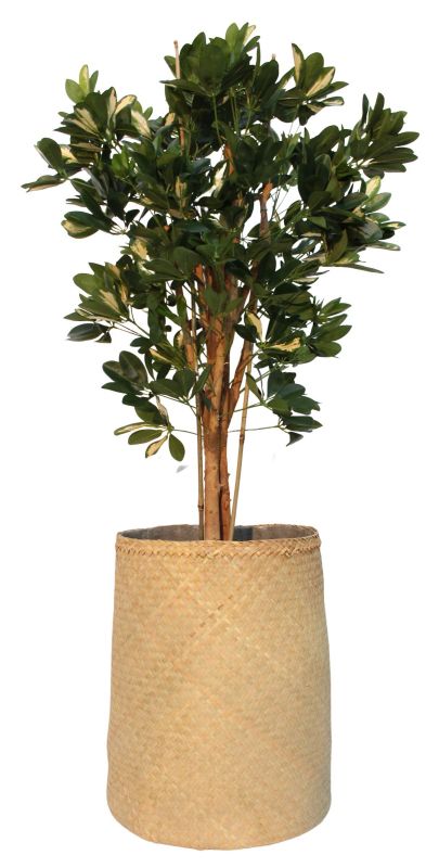 Nairobie Schefflera Artificial Plant Tanaman     